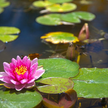 Water Lilies