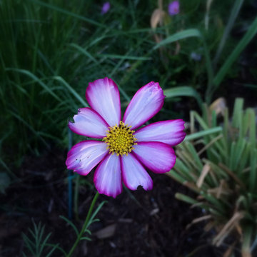 Custom-Grown Annuals