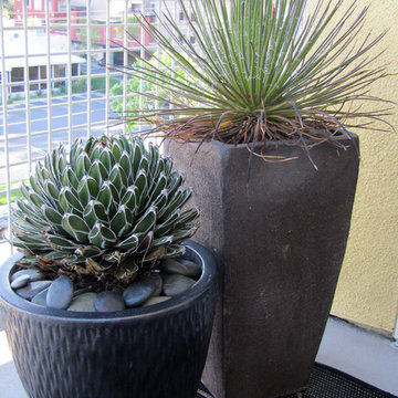 SUCCULENTS
