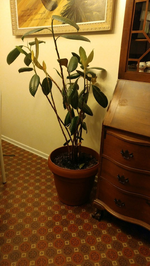 Rubber Tree Leaves Falling Still The Leaves Are Falling Off One Each Day You Can See In Bottom Of Plant Yet There Is New Growth And Look Healthy