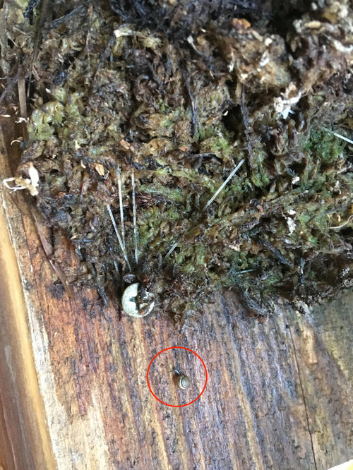 Snails?! Yep, snails on Staghorn Fern indoors