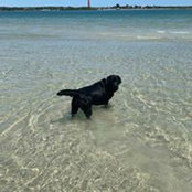 Wade Labradors's photo