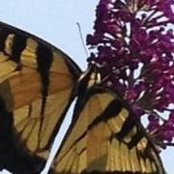 Helen Clark's photo
