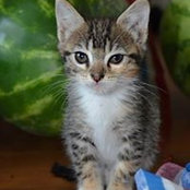 Sandi Lovitt's photo