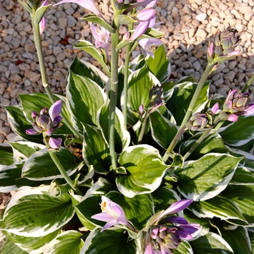 Softscape (Flowers, Flower beds and more)