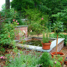 my garden