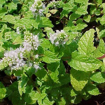 various herbs