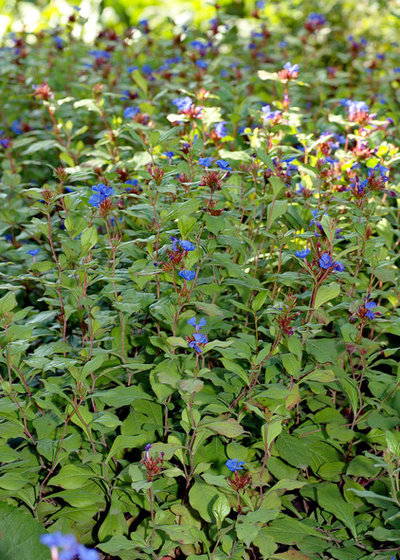 Giardino Plumbago (Ceratostigma plumbaginoides)