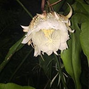 Millie Arias's photo