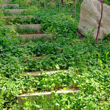 garden steps