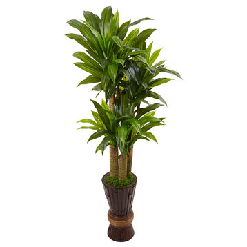 5' Cornstalk Dracaena Plant, Wooden Planter