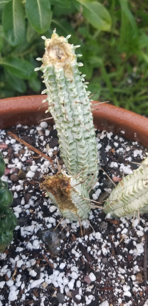 Is something eating my cacti?