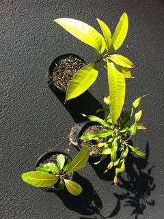 mango seedling