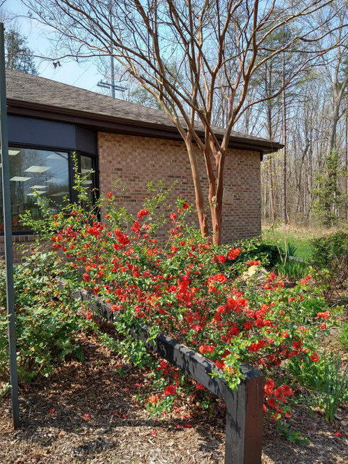 Pruning flowering quince
