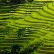 Mạnh Hùng's photo