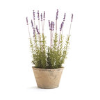 French Lavender 21" Potted