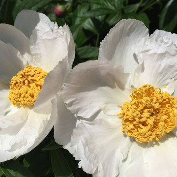 Cut Flowers and Perennial Gardens