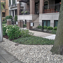 Tree Lawn
