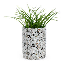 plants