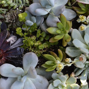 Succulent Planters