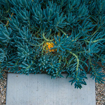 Culver City - Backyard