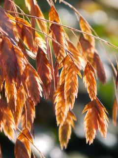 11 der schönsten winterharten Gräser für den Garten