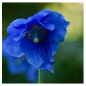 Foto von Debra Jones