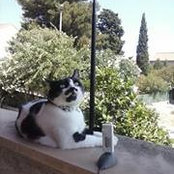 Elegant Cats foto