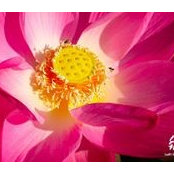 Maggie Q Yogini's photo