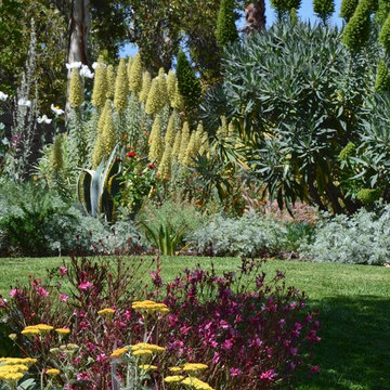 Pride of Madeira and Variegated Star of Madeira backdrop