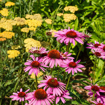 Landscape Design - Plant Combinations