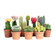 House Plants
