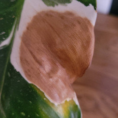 My white princess is devolping terrible brown spots on its leaves I do |  Houzz Forum
