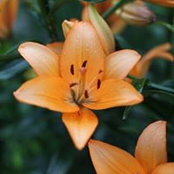 Wanda Whittington's photo