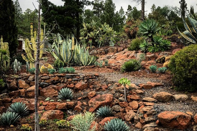 Jardín de cactus y suculentas