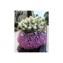 Plant material