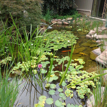 Koi Pond