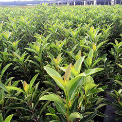 Current Featured Plants - Products