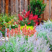 Garden Ideas