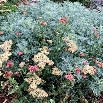 Culver front area drought tolerant California Native plantings.
