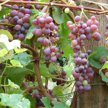 Permaculture/Farms