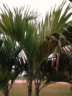 Christmas Palm turning yellow. | Houzz Forum