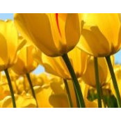 Joann Goodman's photo