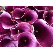 Michelle Lisko's photo