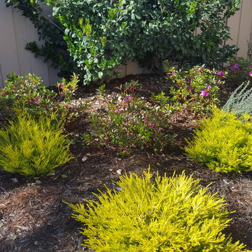 Scripps Ranch Lawn Replacement