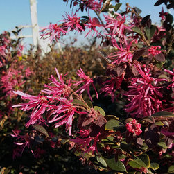 Current Featured Plants - Products