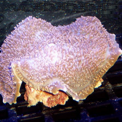 AQUARIUMS AND FISH - Products