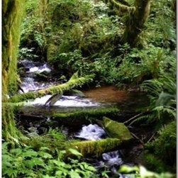 Forest Stream Outdoor Canvas Art - Home Decor