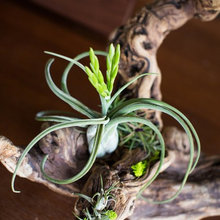 Driftwood Centerpieces