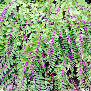 Beauty Berry